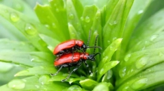 Лили мечове