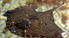 Лизерно море или бодлива