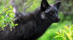 Възможни са кожата: куче и лисица и лисица