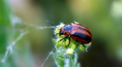 Листове и плачове