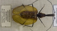 Последно бъгър