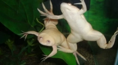 Frog shortsevaya
