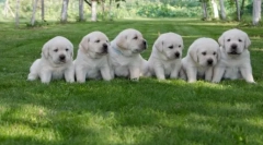 Любими породи за кучета от американците: dozen best