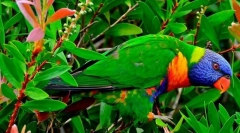 Lorquet multicolor