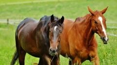 Коне германия