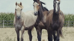 Коне: интересни факти за най-благородните животни 🐎