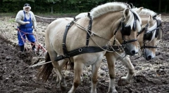 Коне работници