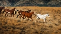 Коне в дивата природа
