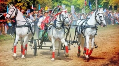 Конски празници в различни страни