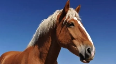 Конски сили