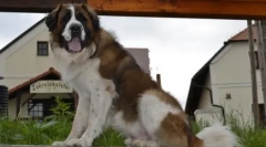 Най-добри часовници за частна къща