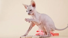 Bald cats: описание и история на породите