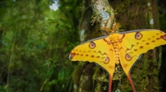 Мадагаскар сатурня