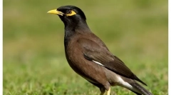 Лейн