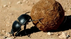 Големи бръмбари, бронз и бунтовници