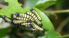 Macroevolution