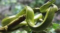 Mamba green western