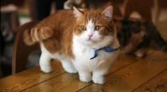 Макхин