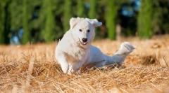 Maremmo-abruzza shepherdka (снимки): въплъщение на чиста сила и преданост