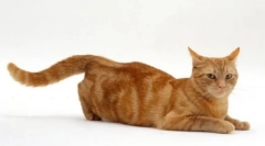 Martov cats: краен лов