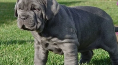 Мастиф: кучетата стари таймери (9 снимки)