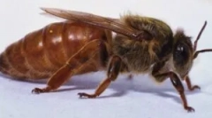 Значение на пчелите: значение и начин на живот