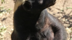 Медицински език