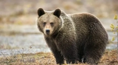 Носи евразия