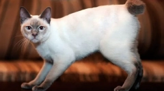 Mekong bobtail (снимка): екзотична тайландска котка с къса опашка