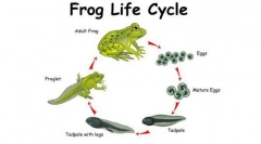 Метаморфоза на гащеризони