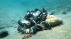 Mussels