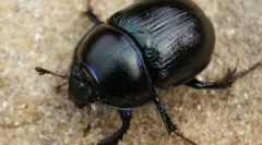 Митове и истина за бръмбарите скараби