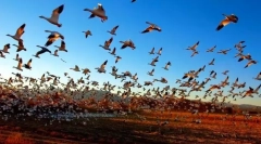 Миграция на птици