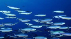 Миграция на рибата