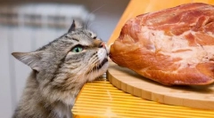 Месо за котката