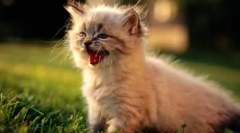 Meow на 10 езика: как да говорим котки в различни страни