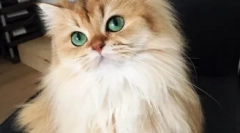 Моите звезди instagram