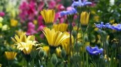 Разнообразие от растения. Класификация