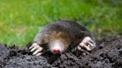 Mogeer японски