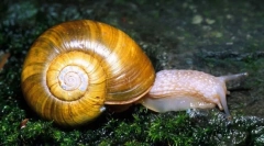 Mollusks. Труд, двучералният и цефалопод