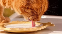 Млечни продукти и котешки яйца