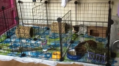 Грижа и съдържание на морски свинчета