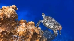 Морски костенурки: интересни факти за най-древните влечуги на планетата