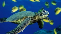 Морски костенурки