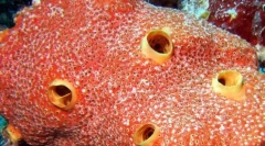 Морски гъби