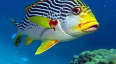 Морски смачкани
