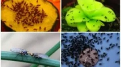 Moshki на зеленчуци в селските райони