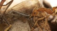 Мравка динозавър