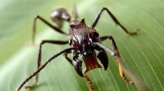 Анти-куршум