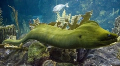 Мора зелено